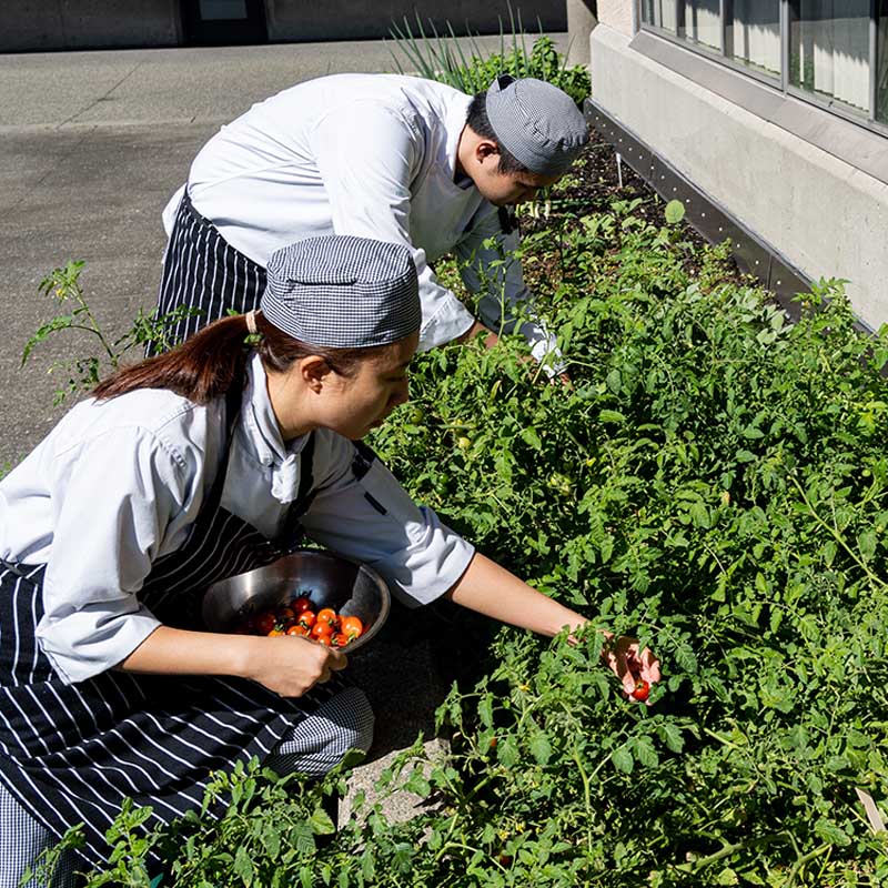 student chefs cutting herbs from the AVԴgarden